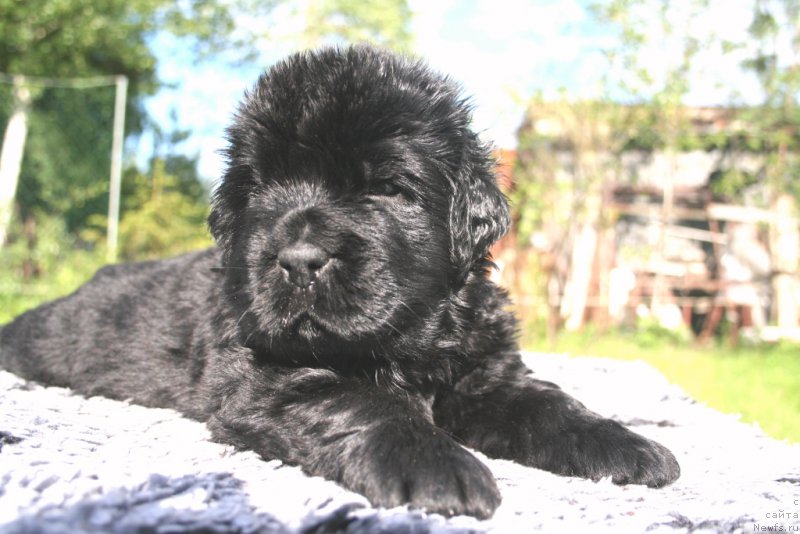 Фото: ньюфаундленд Черная Мафия Шродингер Тхеору (Chernaya Mafia Shrodinger Theory)