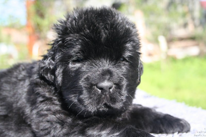 Фото: ньюфаундленд Черная Мафия Шродингер Тхеору (Chernaya Mafia Shrodinger Theory)