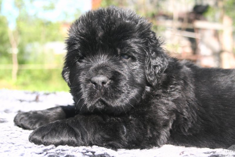 Фото: ньюфаундленд Черная Мафия Шродингер Тхеору (Chernaya Mafia Shrodinger Theory)