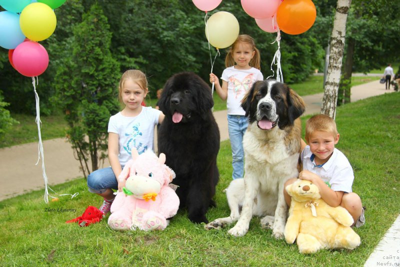 Фото: ньюфаундленд Бегущая по Волнам Ретурн оф зе Кюеен