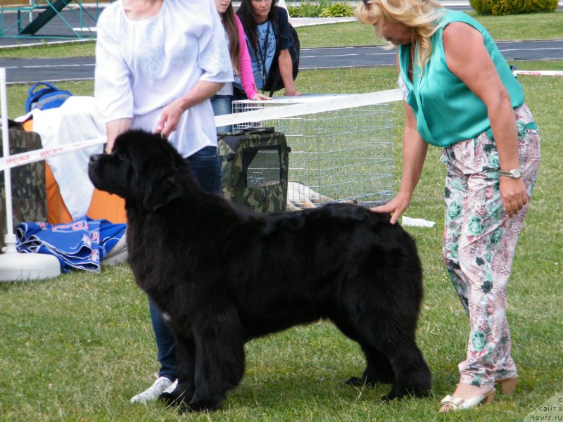 Фото: ньюфаундленд Альфа Таури Династия Совершенства (Аlpha Tauri Dinastiya Soverchenstva), ньюфаундленд Альфа Таури Династия Совершенства (Аlpha Tauri Dinastiya Soverchenstva)