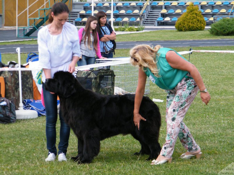 Фото: ньюфаундленд Альфа Таури Династия Совершенства (Аlpha Tauri Dinastiya Soverchenstva)