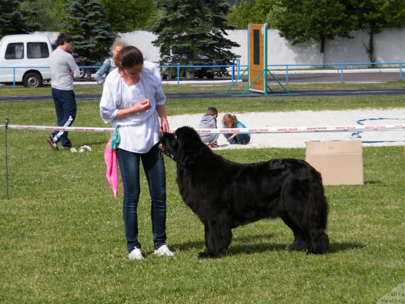 Фото: ньюфаундленд Альфа Таури Династия Совершенства (Аlpha Tauri Dinastiya Soverchenstva)