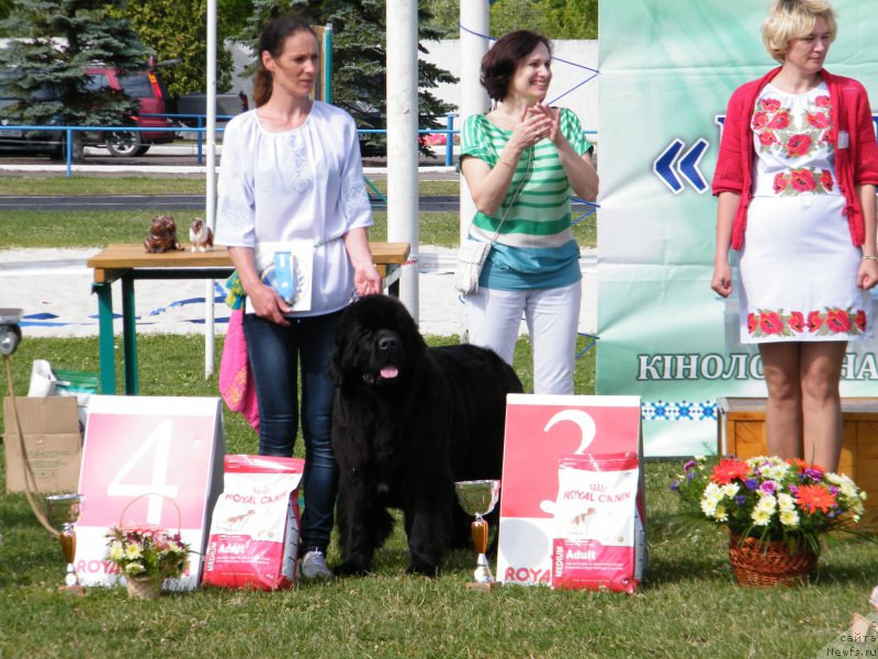 Фото: ньюфаундленд Альфа Таури Династия Совершенства (Аlpha Tauri Dinastiya Soverchenstva)