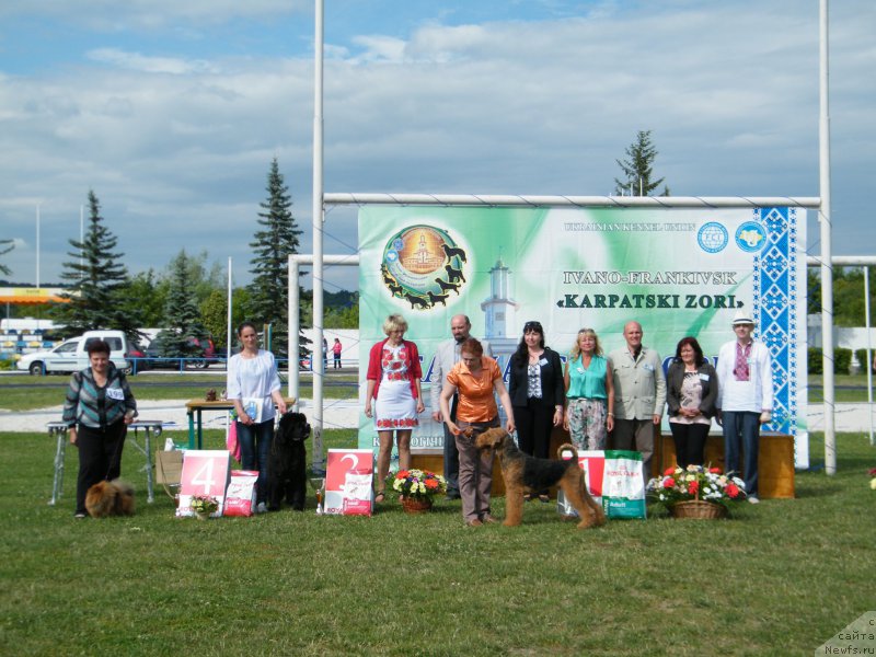 Фото: ньюфаундленд Альфа Таури Династия Совершенства (Аlpha Tauri Dinastiya Soverchenstva)