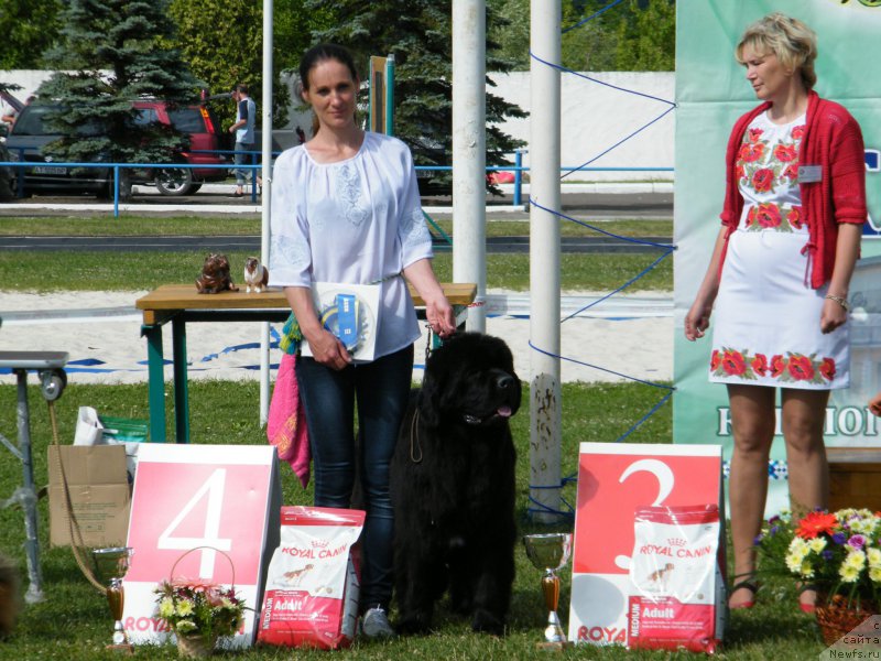 Фото: ньюфаундленд Альфа Таури Династия Совершенства (Аlpha Tauri Dinastiya Soverchenstva)
