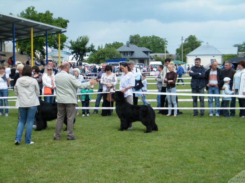Фото: ньюфаундленд Альфа Таури Династия Совершенства (Аlpha Tauri Dinastiya Soverchenstva)