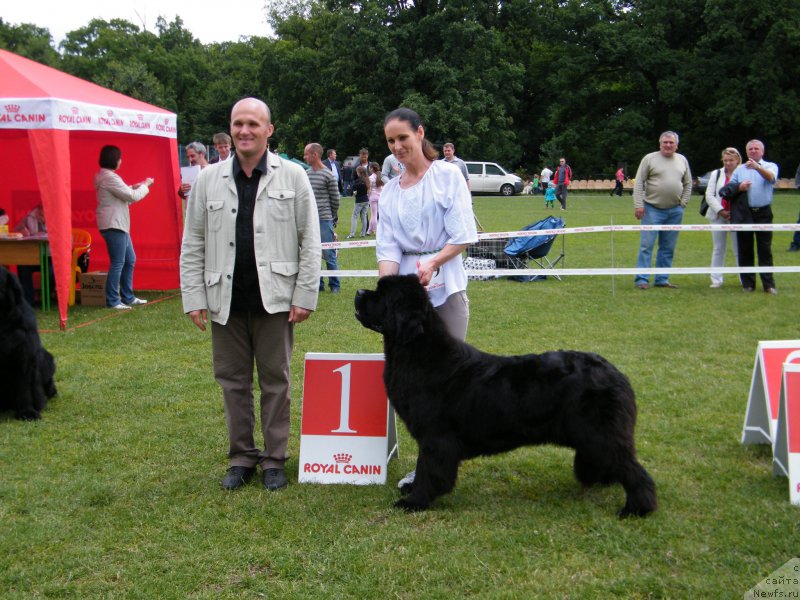 Фото: ньюфаундленд Альфа Таури Династия Совершенства (Аlpha Tauri Dinastiya Soverchenstva)