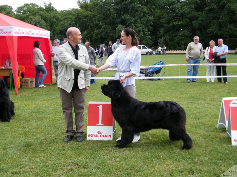 Фото: ньюфаундленд Альфа Таури Династия Совершенства (Аlpha Tauri Dinastiya Soverchenstva)