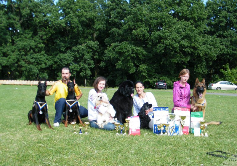 Фото: ньюфаундленд Альфа Таури Династия Совершенства (Аlpha Tauri Dinastiya Soverchenstva)