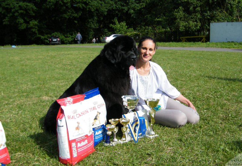 Фото: ньюфаундленд Альфа Таури Династия Совершенства (Аlpha Tauri Dinastiya Soverchenstva)