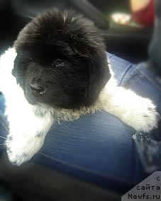 Фотография № 15697