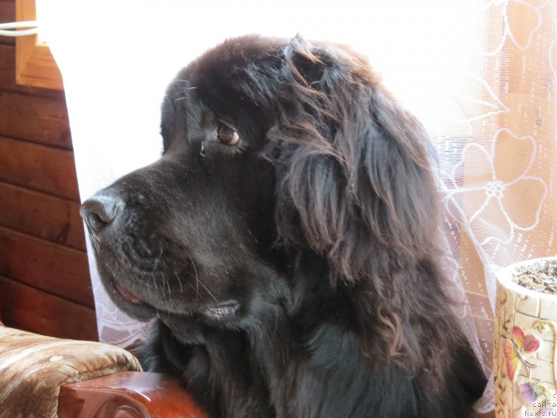 Фото: ньюфаундленд Черный Балу Джонс