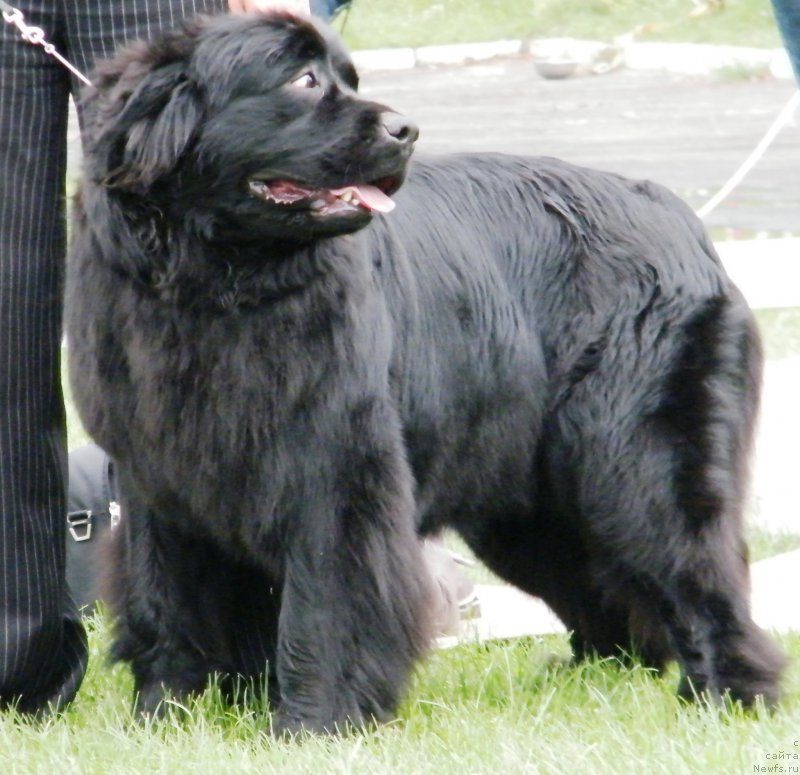 Фото: ньюфаундленд Velyke Malyatko Velykolepna Soloha