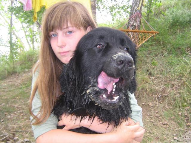 Фото: ньюфаундленд Арманьяк Души Моей, Дия