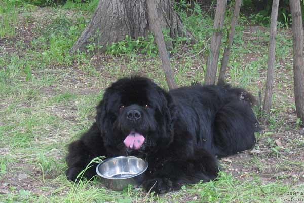 Фото: ньюфаундленд Доджер от Сибирского Медведя (Dodger ot Sibirskogo Medvedja)