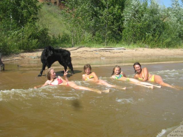 Фото: ньюфаундленд Арманьяк Души Моей