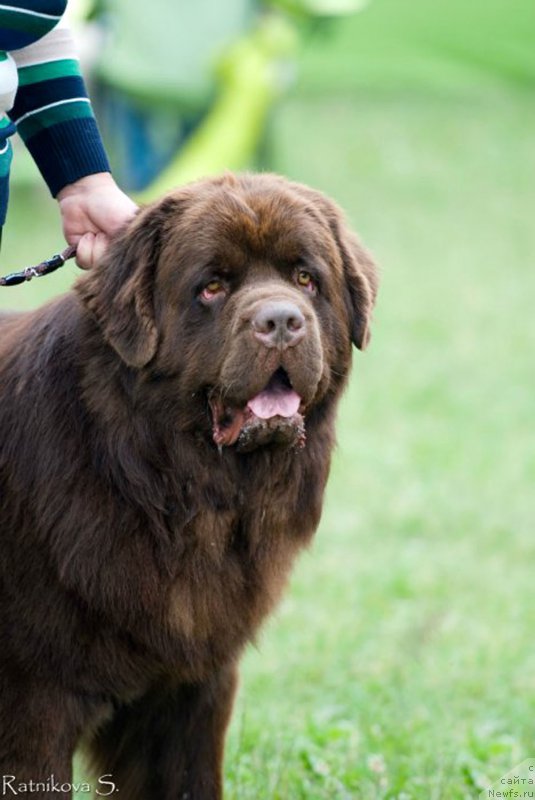 Фото: ньюфаундленд Чармер Денкам Бронз (Charmer Denkam Bronze)