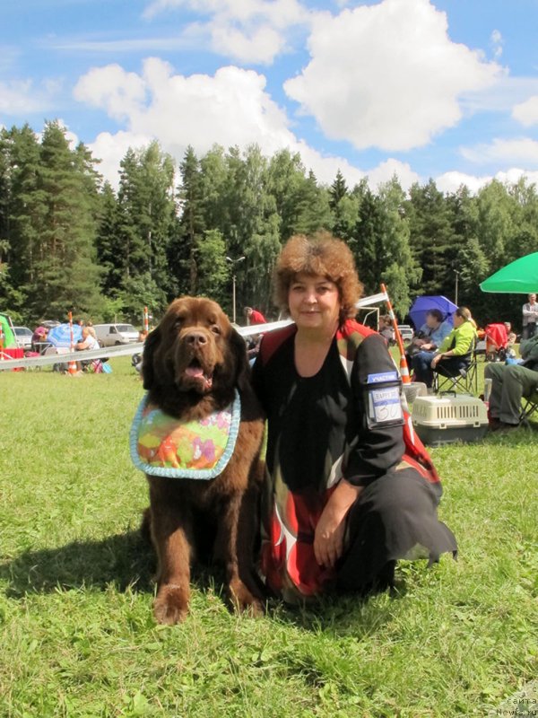 Фото: ньюфаундленд Чарли Де Бест Хелфи Пэл (Charli The Best Helfi Pel)