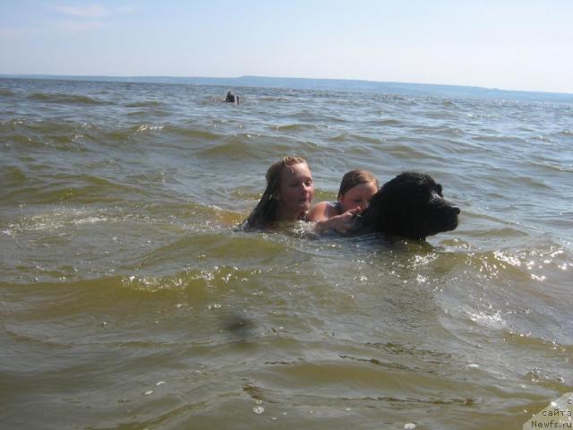 Фото: ньюфаундленд Арманьяк Души Моей