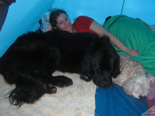 Фото: ньюфаундленд Арманьяк Души Моей