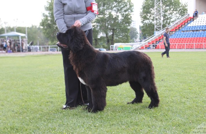 Фото: ньюфаундленд Супер Бизон Лилимэн (Super Bizon Liliman)