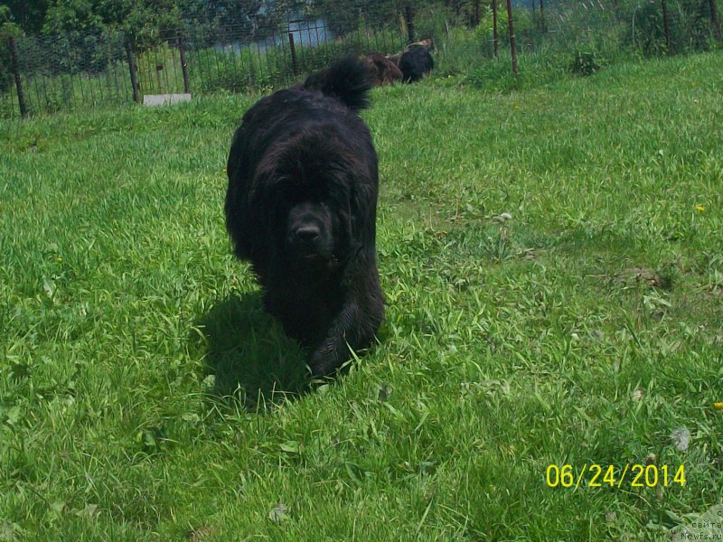 Фото: ньюфаундленд Супер Премиум Немессис