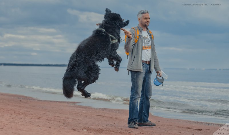 Фото: ньюфаундленд Смигар Ливерпульский Четвертак (Smigar Liverpulsiy Chetvertak)