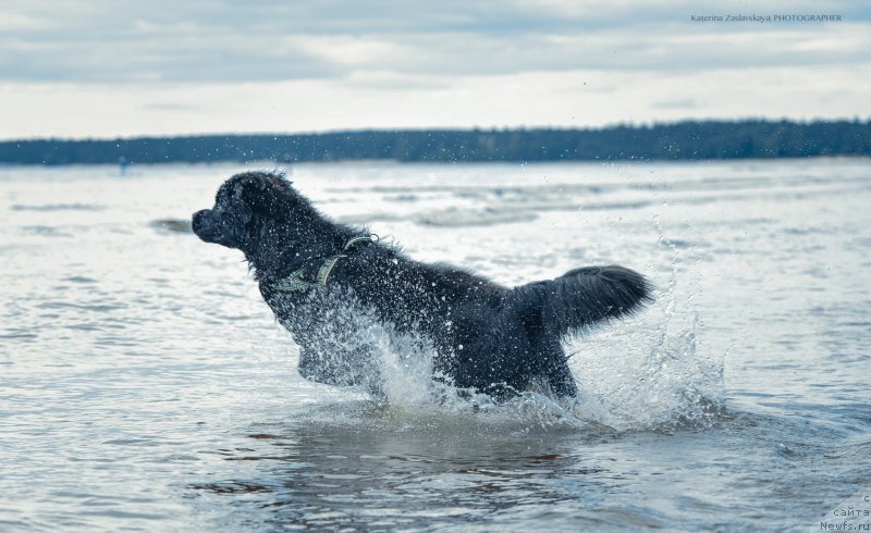 Фото: ньюфаундленд Смигар Ливерпульский Четвертак (Smigar Liverpulsiy Chetvertak)