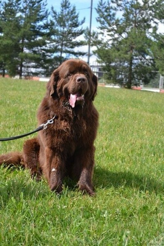 Фото: ньюфаундленд Чарли Де Бест Хелфи Пэл (Charli The Best Helfi Pel)