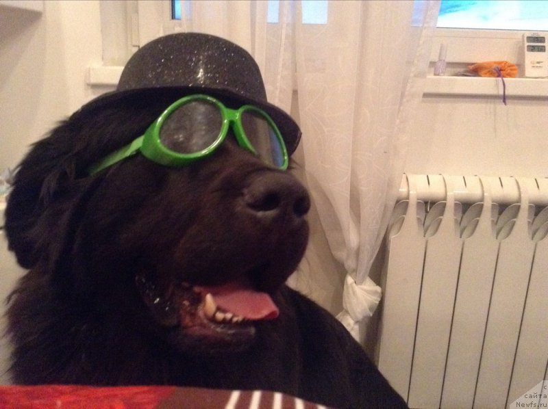 Фото: ньюфаундленд Ван Лен Тайм Олдер