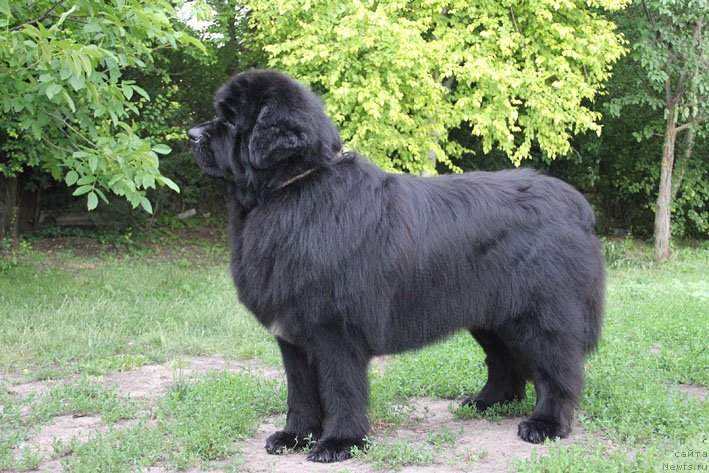 Фото: ньюфаундленд Елисей Покоритель Сердец