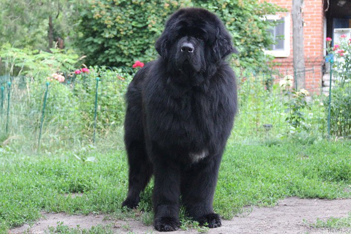 Фото: ньюфаундленд Елисей Покоритель Сердец