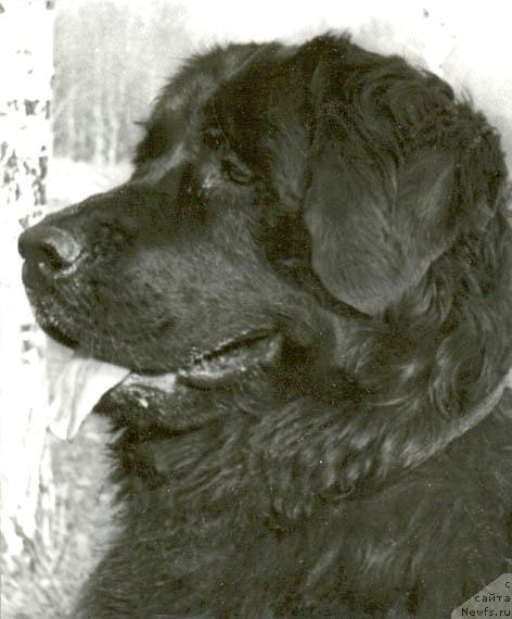 Фото: ньюфаундленд Герцед Флорида