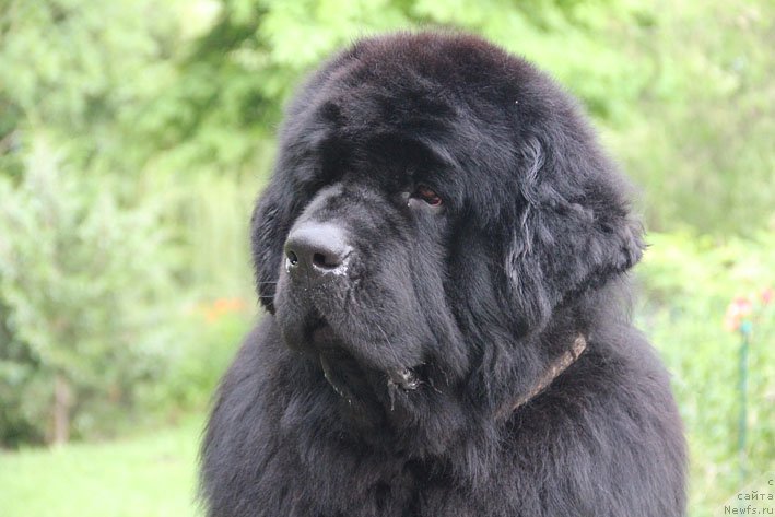 Фото: ньюфаундленд Елисей Покоритель Сердец
