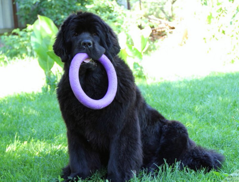 Фотография № 157138