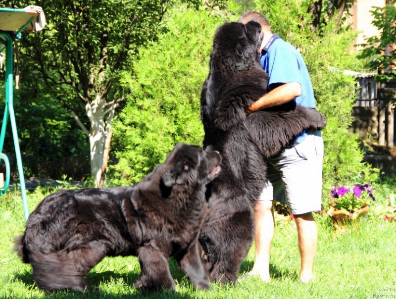 Фото: ньюфаундленд Бегущая по Волнам Хаста ла Виста (Beguschaya po Volnam Hasta la Vista), ньюфаундленд Аллегро Кон Брио Династия Совершенства (Allegro Con Brio Dinastiya Soverchenstva)