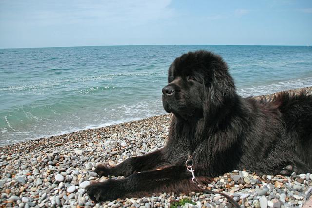 Фото: ньюфаундленд Потап Фидель