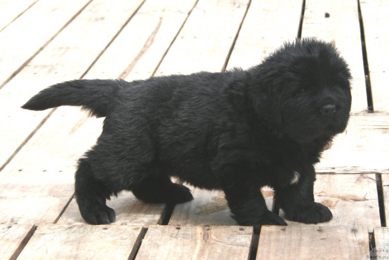 Фотография № 157165