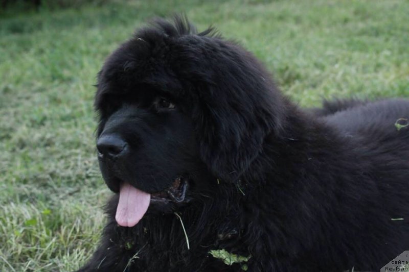 Фото: ньюфаундленд I'm The King Moon Bear