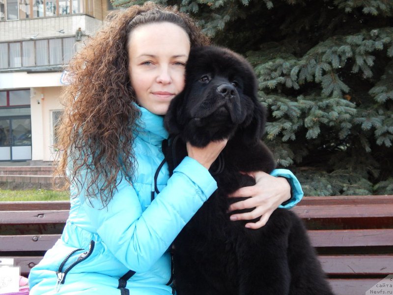 Фото: ньюфаундленд Империал Классик Астра Глория