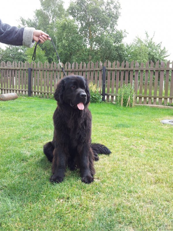 Фото: ньюфаундленд Империал Классик Астра Глория