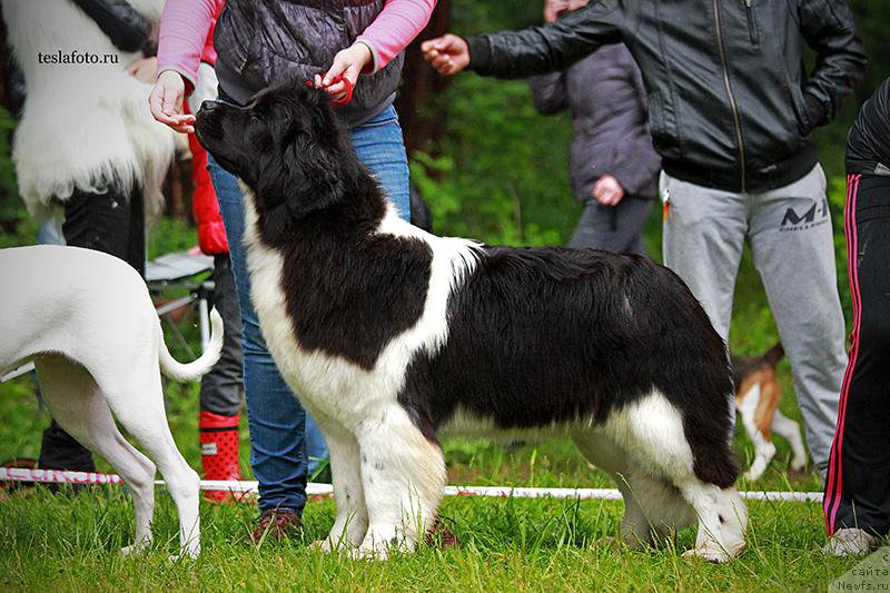 Фотография № 157187