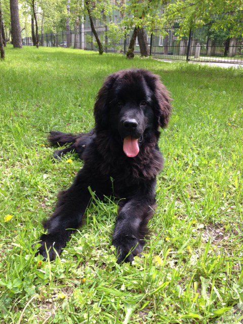 Фото: ньюфаундленд Фортис Дог Дайвер