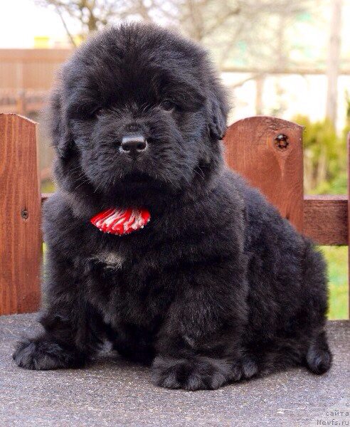 Фото: ньюфаундленд Фортис Дог Дайвер