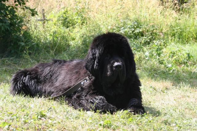 Фото: ньюфаундленд King of Helluland Valmont