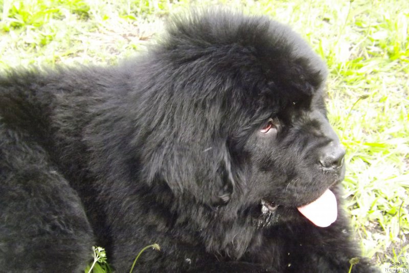 Фотография № 157206