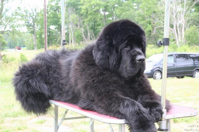 Фото: ньюфаундленд King of Helluland Valmont