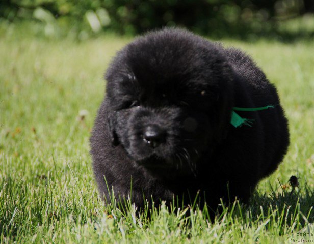 Фото: ньюфаундленд Злато Волмари Аквамарин