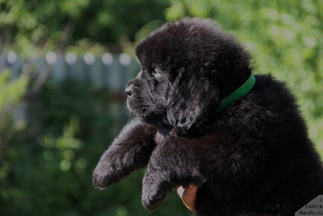 Фото: ньюфаундленд Злато Волмари Аквамарин